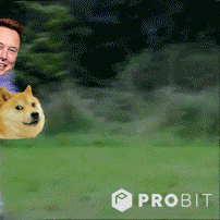 Elon Musk Meme GIF by ProBit Global