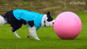 The Pack Dog GIF by Amazon Prime Video