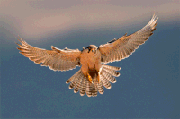 falcon GIF