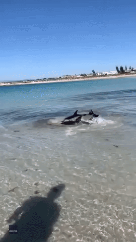 Friends Help Dolphins Struggling in Shallow Water