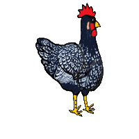 Chickenfarm Sticker
