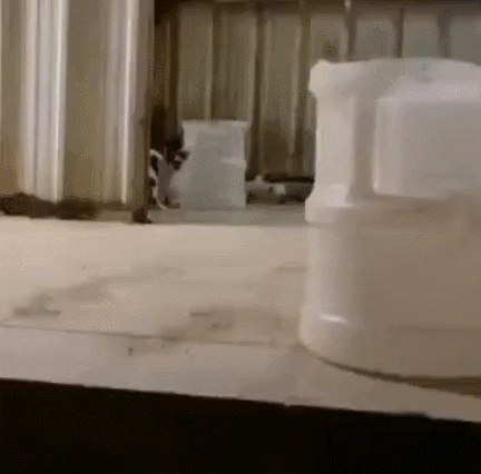 cats scatter GIF