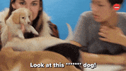Drunk Dog Day GIF by BuzzFeed