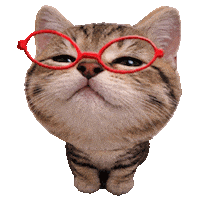 Cat Kitten Sticker