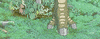 Studio Ghibli Plants GIF