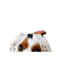 Dogs Sticker