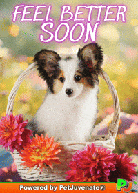 Get Well Soon GIF by PetJuvenate - PJ