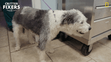 National Geographic Reaction GIF by Nat Geo Wild