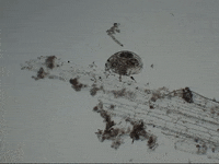 Education Biology GIF by DIIMSA Stock