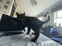 RachelCats cat cats black cat cat lover GIF