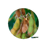 Fungicidacorteva Sticker by Corteva Brasil