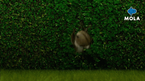 Over The Hedge Animation GIF by Mola TV Kids