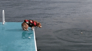 GIF by FirstAndMonday