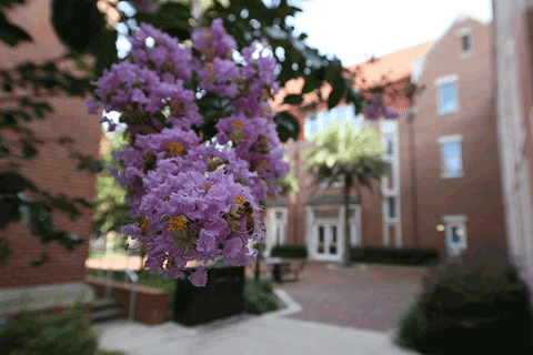 University Of Florida Summer GIF by UF Warrington College of Business