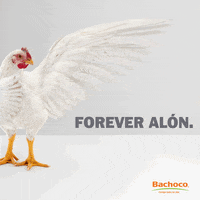 BachocoMX funny mood chicken alone GIF