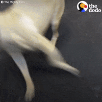 excited dog GIF by The Dodo