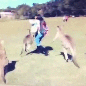australia GIF