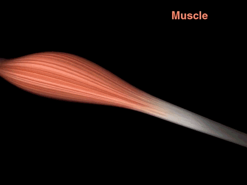 muscle anatomy GIF