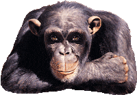 forum drifting Sticker