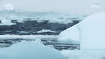 Nat Geo Wildlife GIF by National Geographic TV