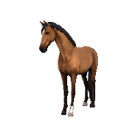 Horses Etg Sticker