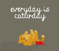 Cat Animation GIF by Fran Solo