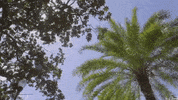 Palm Tree College GIF by University of Florida