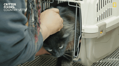 National Geographic Vet GIF by Nat Geo Wild