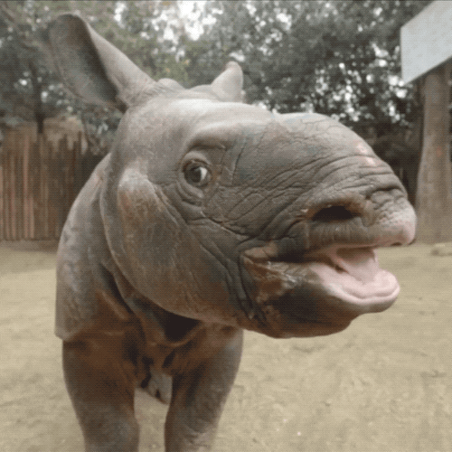 GIF by San Diego Zoo