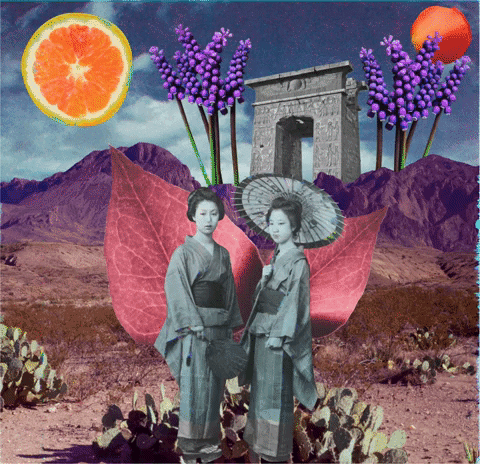 Hawaiiancat giphyupload GIF