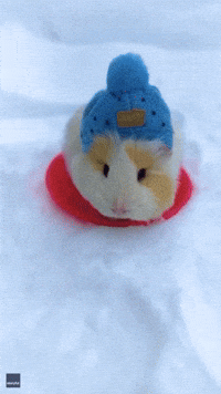 Guinea Pig Takes Sled Ride in Montreal Snow