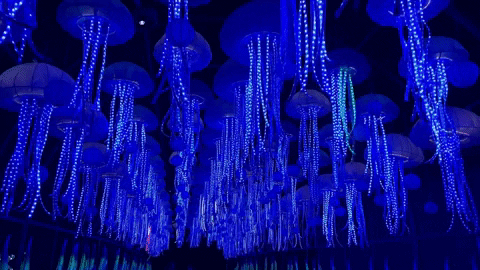 Glow Under Sea GIF by Oakland Zoo