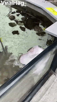 Excited Stingray Waves Hello GIF by ViralHog