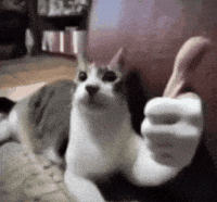 Cat Ok GIF