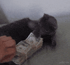 loan ehr GIF