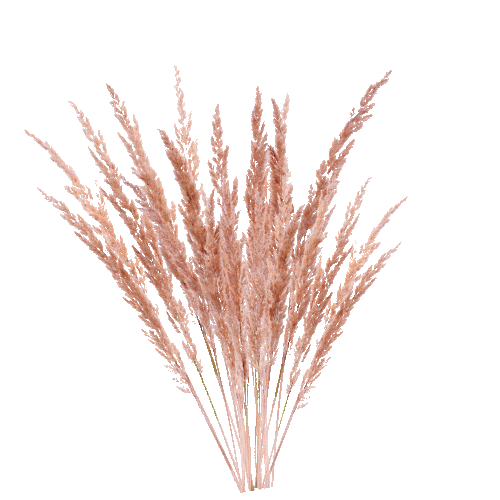 Campagne Dried Flowers Sticker by Envie de salle de bain