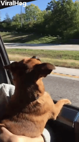 Pup's First Ride With Windows Rolled Down