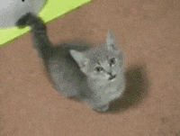 pls GIF
