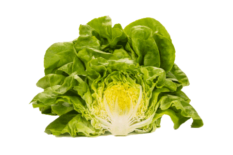 Healthyfood Vega Sticker by RijkZwaan