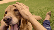 Jeff Goldblum Dogs GIF by National Geographic Channel