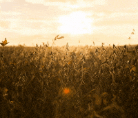 paiolsementesquemplantacolhe soja lavoura plantar paiol GIF