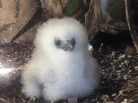 Baby Tropic Bird