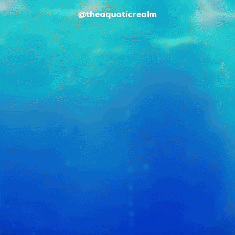 theaquaticrealm turtle aquarium sweetie slider GIF