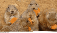 Wildlife gif. Several prairie dogs chow down.