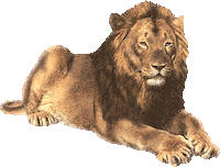 lion STICKER