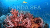 Jakare_Liveaboard aquarium reef komodo under water GIF
