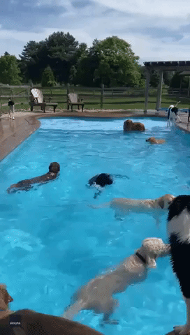 Doggy Daycare Visitors Enjoy Dip in Bone-Shaped Pool