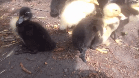 Xzayler giphygifmaker duck GIF