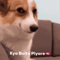 Highfyop kya funnydog laughing dog bolta GIF