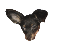 turksinnpresents music party dog food Sticker